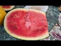 I harvested a huge watermelon