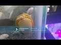 All-About Mystery Snails