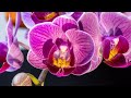 অর্কিডের যত্ন নিবেন কীভাবে ? // Orchids Care in Bengali