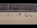 Corn Field Bouncy Sandhill Crane