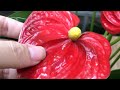 Just 1 Teaspoon! Anthurium Has Never Bloomed So Many Flowers
