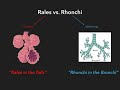 Rales vs. Rhonchi || USMLE