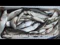 Ammattikalastus Pohjanmaalla - verkkokalastus 2 /Commercial fishery in Ostrobothnia–Net fishing