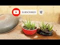 HOW to grow ALOE VERA bigger #aloevera @IAmAUnicornAlways