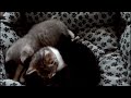 三个萌趣小猫,一睡二闹|  cute funny kittens,one sleep two troubles😸