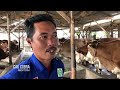 3 SYARAT Kriteria ! Indukan Sapi Bisa di IB Belgian Blue