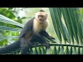 Rainforest 4k - The Majesty of the Tropical Rainforest | Relaxation Film with Calming Music