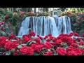 Enjoy The Relaxing Piano Music With A Nice Waterfall And Roses View 🎹🌹 | Piano, Nature, Relaxing