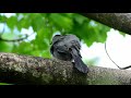 Gray Catbird Call / Song / Sound