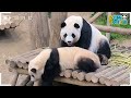 (SUB) Pandas who play on a swing🐼│Panda Family