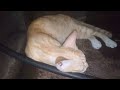 Cuaca panas ngadem bawah bak cuci piring#kucing #kucinglucu #kucingimut #kucingoren #fypシ゚viral