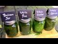 Wild Food Foraging- Pine / Spruce / Cedar / Fir- Evergreen Teas