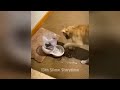 🐕 Top 10 Funniest Cat Reactions You Have to See 😹 Best Funny Video Compilation 😹
