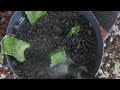 Propagating Aloe Vera Plant