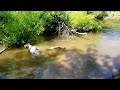 Grandpuppies gone swimming!