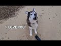 Husky Runs Away! I Told Him Off and this is How he Reacted!