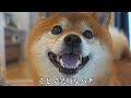 Shiba Inu almost breaks down when he is told that his favorite person is coming to visit.