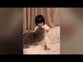 Funny Moments of Cats | Funny Video Compilation - Just Cats #61