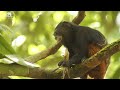 Delighting In The Enchantment Of Baby Creatures With Relaxing Music, Cute Animals 4K