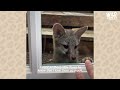 Woman Saves Baby Fox Who’s Head Gets Stuck In A Jar  | The Dodo Wild Hearts