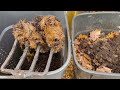 Using Homemade Compost | Season 5 | E14