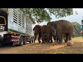 Dok Koon has arrived to a welcoming committee at ENP Welcome home sweet girl 🐘 - EleFlix