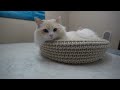 Reviewing my Ragdoll Cats after 3 Years | The Cat Butler