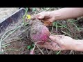 Revolutionary Technique: Growing Sweet Potatoes Vertically | Maximized Tuber Yield, Minimal Space