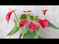 Super-flowering Red Anthurium. Grow in water with simple method