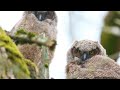 Great Horned Owlet branchlings - May 2, 2017