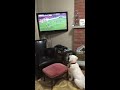 Thor, our 3 month old Golden Retriever, enjoying the soccer game;)