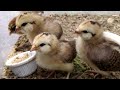 Easter Egger chicks on a diet of steel cut oats