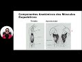 Anatomia do Sistema Muscular #2