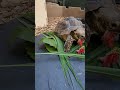 Tortoise Devours Flowers