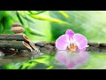 Serenade of Serenity 🕉️ Zen Oasis🌸 Soothing Yoga Music for Healing and Peaceful Relaxation #relaxing
