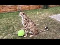 Gerda the cheetah surprised us with her abilities! Communicating with Messi is good for her!