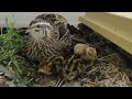 baby quails with adult female (not the mother)