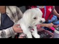 When Lucy Visits Big Bro in University | xoxo Lucy the Maltese