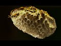 How Paper Wasps ‘Tap’ to Select the Identity of their Larvae 🪰 Into The Wild New Zealand