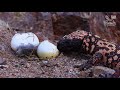 The Desert of Rattlesnakes - full nature documentary, venomous rattlesnakes of Arizona