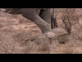 Elephant Mother Faces Horrible Decision |  Africa | BBC Earth