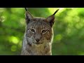 Exploring The Elegant Lynx In 4K | Lynx Documentary | Real Wild