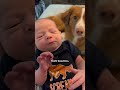 Dog Reveals Pregnancy Test To Dad | The Dodo