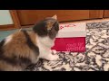 20 Minutes of Funny Cat Videos 😹😊