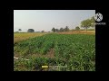 Corn Field Timelapse