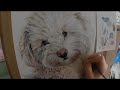 Watercolour portrait process of white miniature labradoodle Pippa.