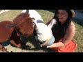 FLUFFY ALPACAS IN SOUTH TEXAS? | LEARN ABOUT ALPACAS AT ALPAQUITA RANCH