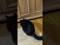 Mouse hunt part 2