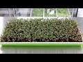 How to grow Beet Microgreens!