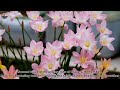 Rain Lily does not flowering or few, how to stimulate more flowers and even flowering